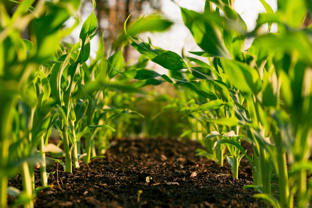 Solar Irrigation for Farmland